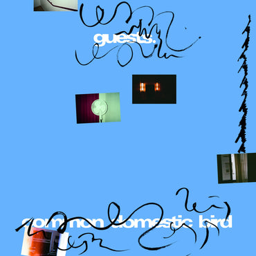 Guests - Common Domestic Bird